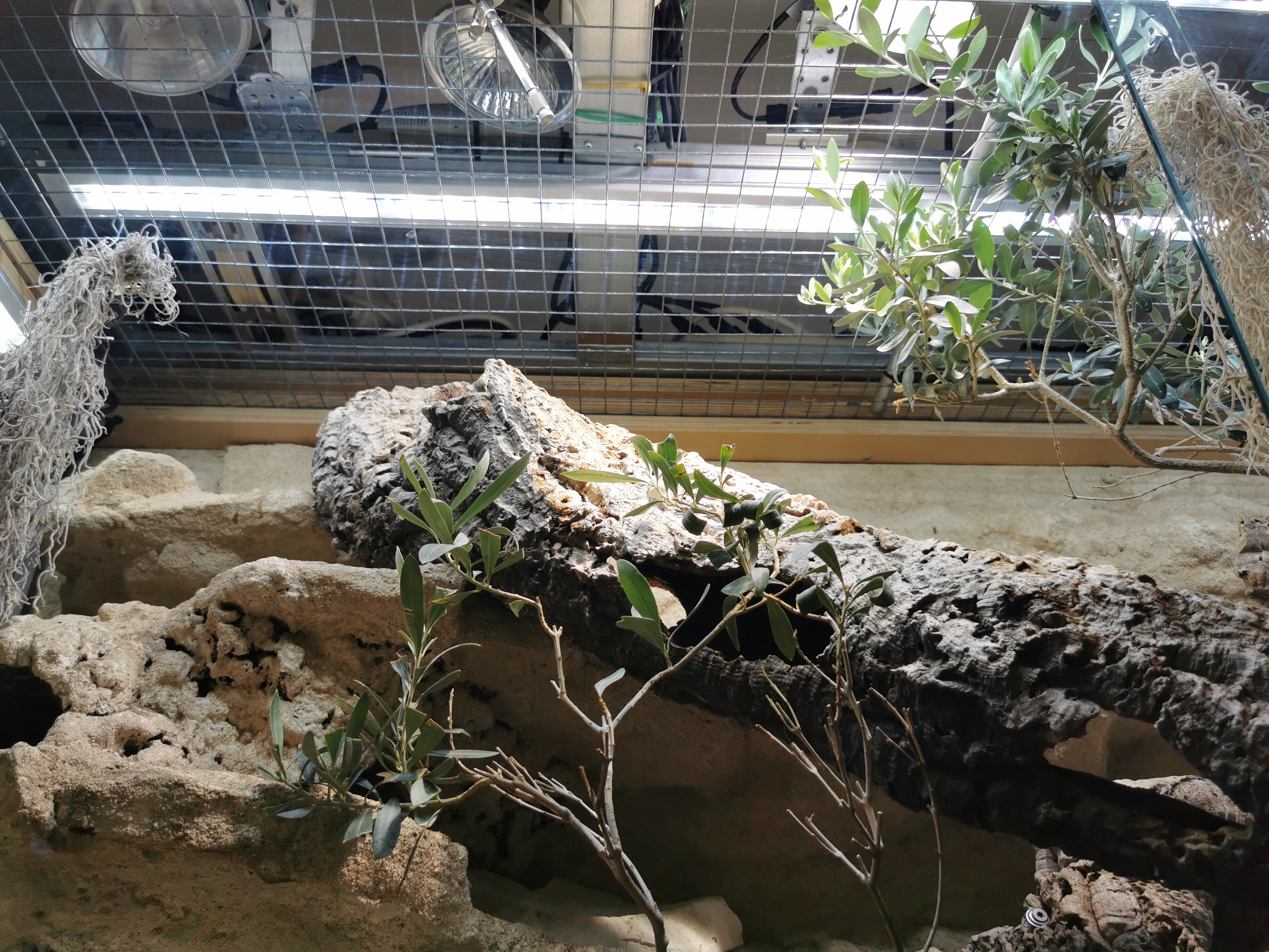 Kleines Terrarium Deckel
